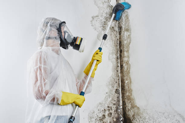 Best Mold Damage Repair  in Newark, DE