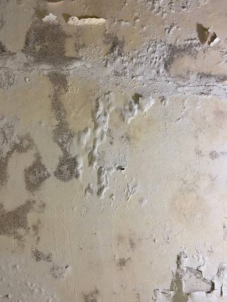 Best Mold Removal Company Near Me  in Newark, DE