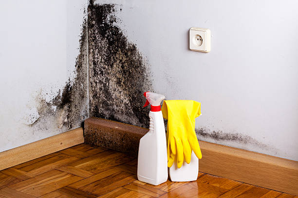 Best Home Mold Removal  in Newark, DE
