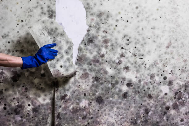 Home Mold Removal in Newark, DE