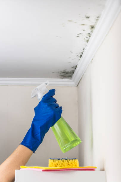 Best Certified Mold Removal  in Newark, DE
